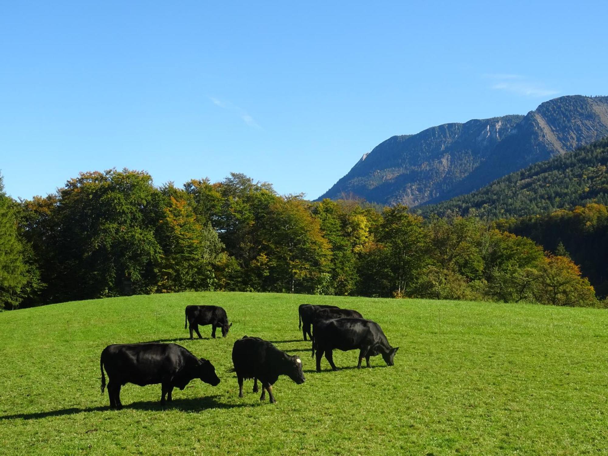 Villa Bio Bauernhof Eggerhof Strobl Esterno foto